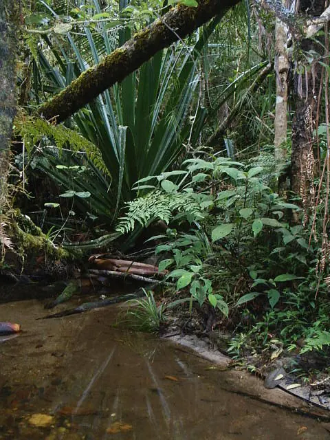Andasibe-Mantadia National Park