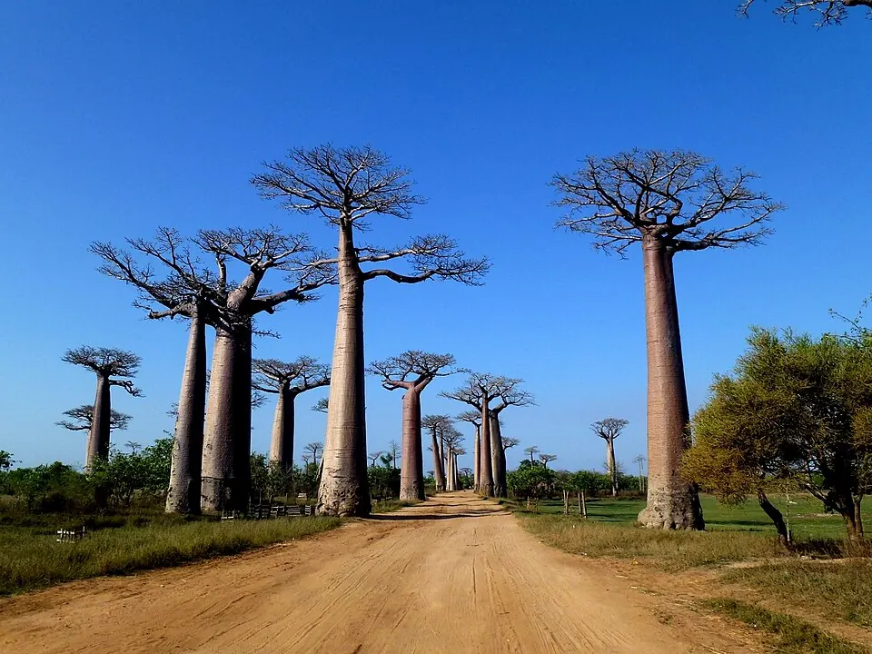 Avenue of the Baobabs