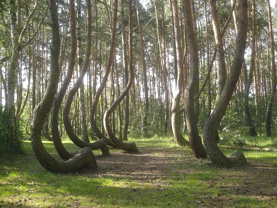 Crooked Forest