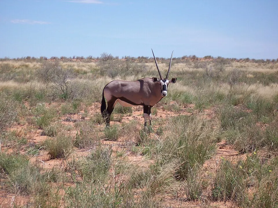 Kgalagadi Transfrontier Park