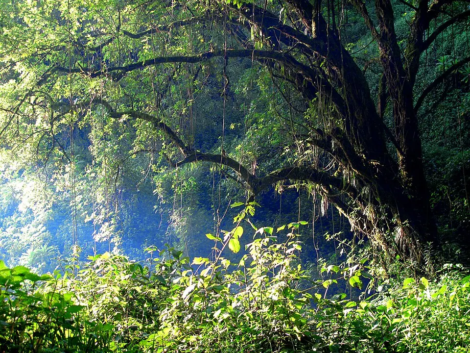 Mount Elgon National Park