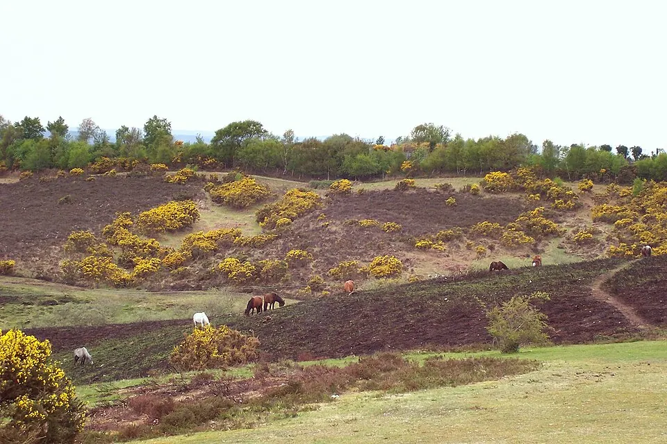 New Forest
