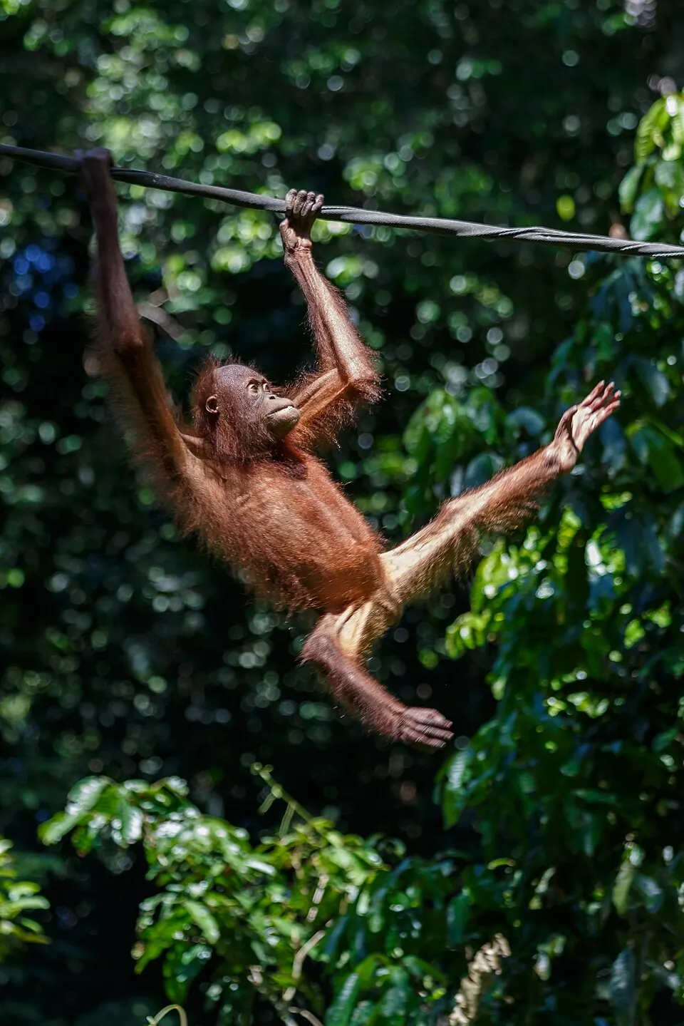 Sepilok Orangutan Rehabilitation Centre