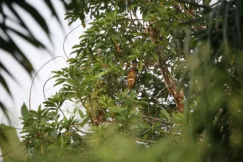 Dja Faunal Reserve