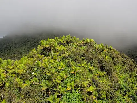 El Yunque National Forest