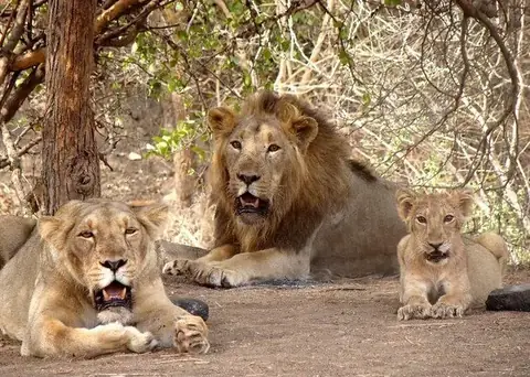 Gir National Park