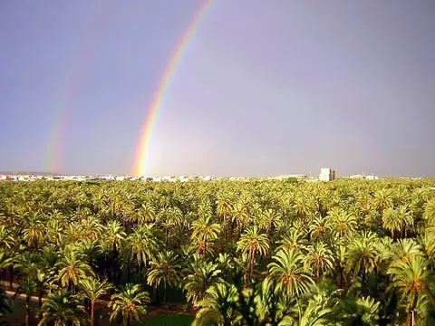 Palmeral of Elche