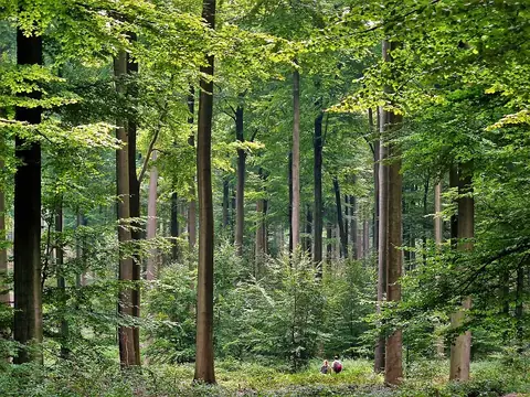 Sonian Forest